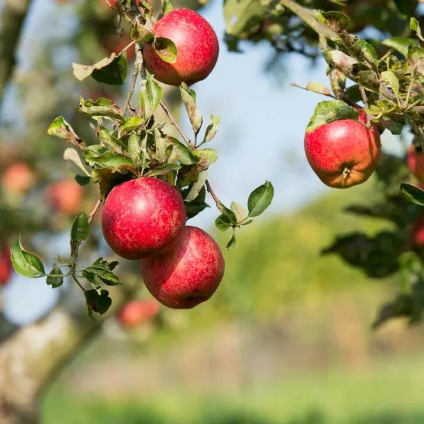 Cornish Aromatic Apple Trees (Malus domestica Cornish Aromatic) Img 1